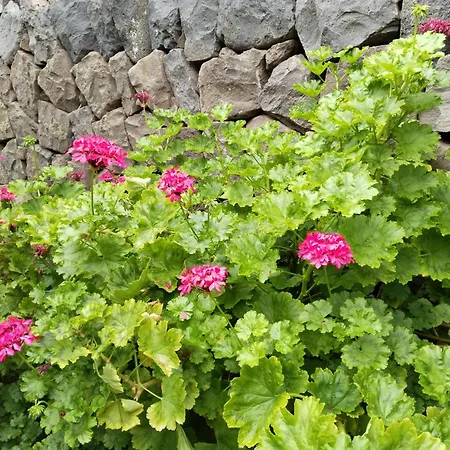 Happy * Garachico (Tenerife)